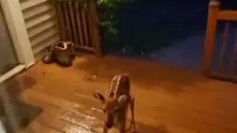 💖Share it Love wins. Blessings to all. Animals Trump War Palantir Thiel Israel Russia Putin China