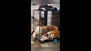 Love All Life Always #383 - Cannot See Too Many Dogs + Babies Together. Love On Proud Display 🥰🥰