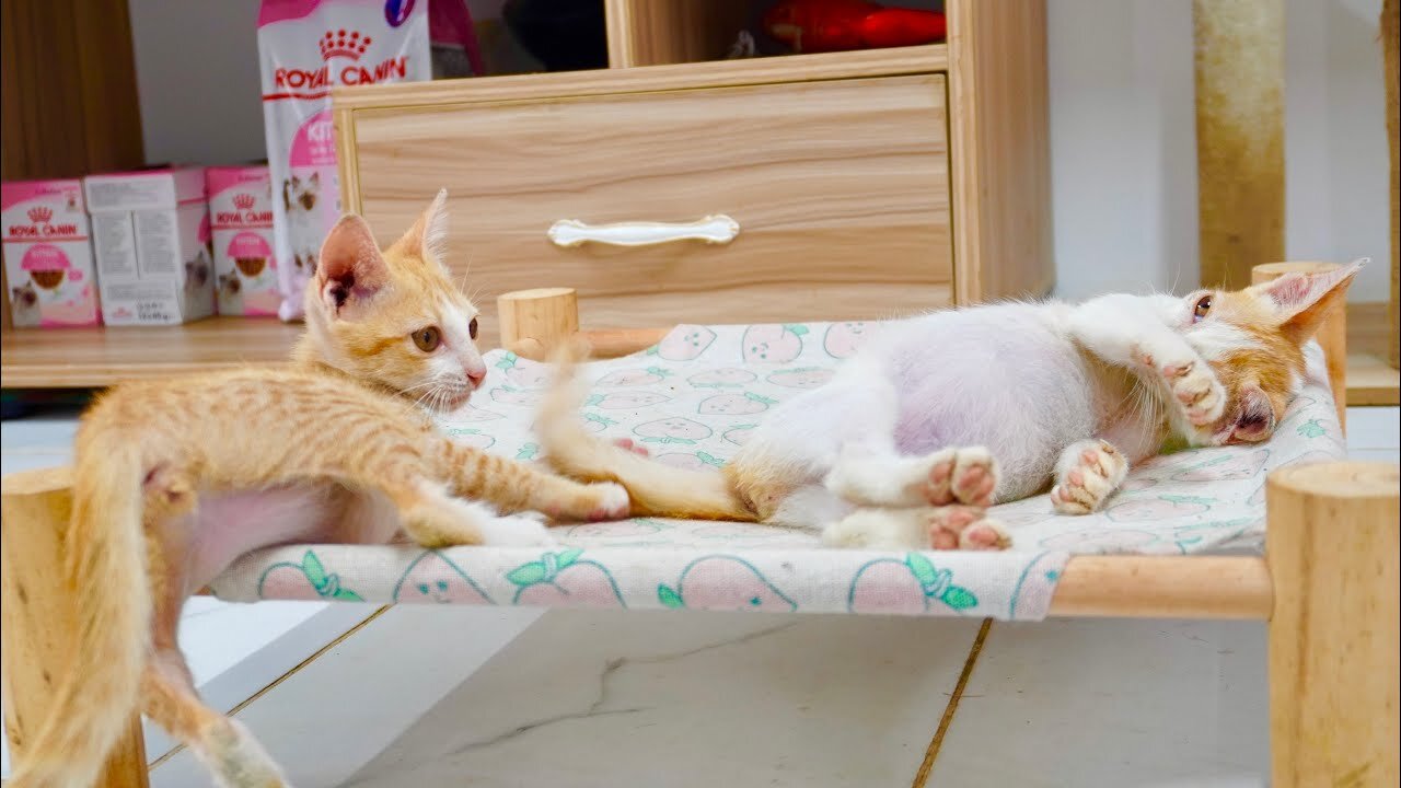 The kitten who was happy and having fun with the siblings, it was so cute