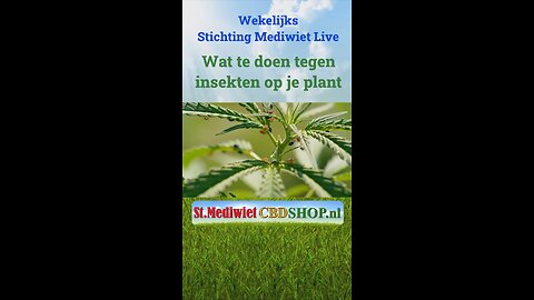 Wat te doen tegen insekten op de plant