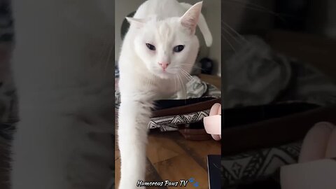 When Animals Are Funnier Than People!