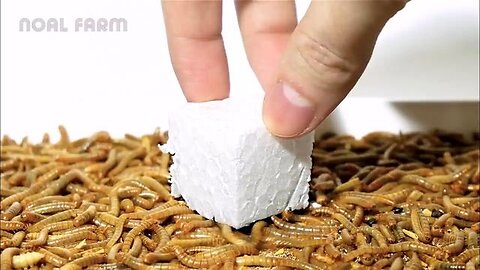 We'll all be eating mealworms that eat plastics and styrofoam, zero nutritive value
