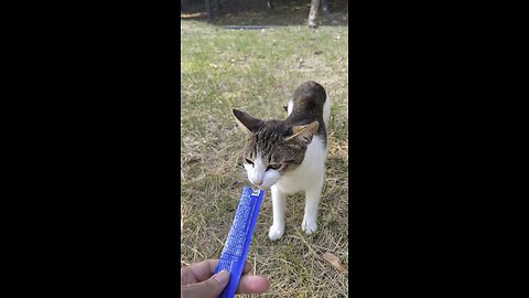 고양이 배가 고팠나보다 #고양이 #cat