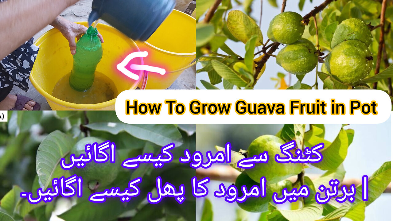 How to grow guava plants ☘️🌵 best fertilizer