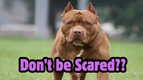 Pit Bulls