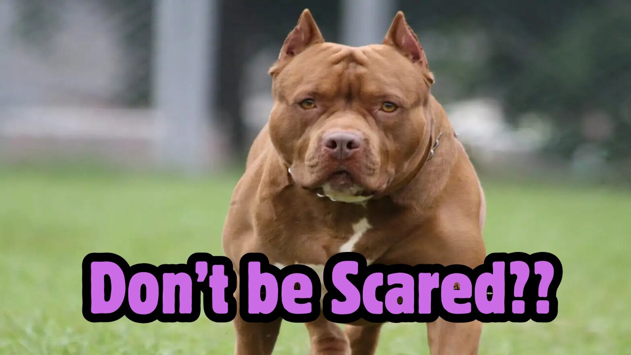 Pit Bulls