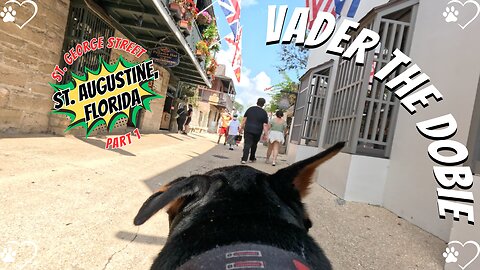 Doberman Stroll: Vader Meets Fans on St. George Street! 🐶🌴