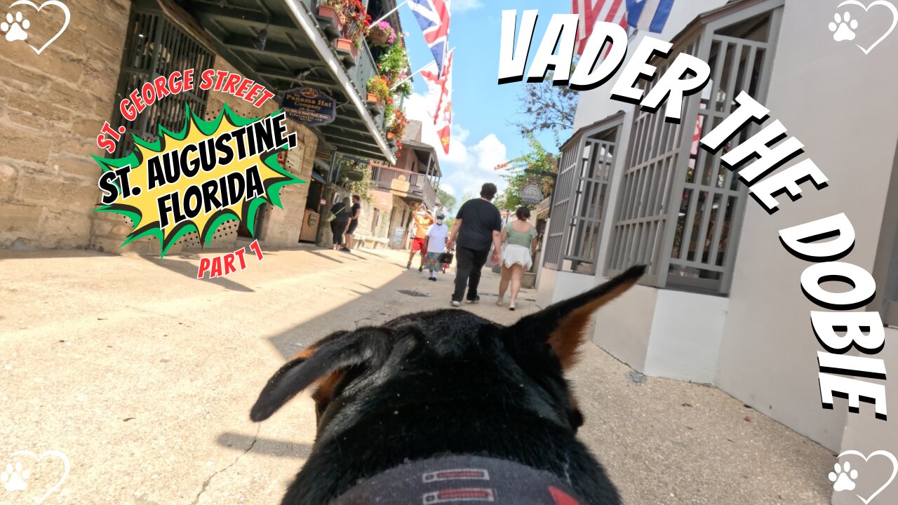 Doberman Stroll: Vader Meets Fans on St. George Street! 🐶🌴