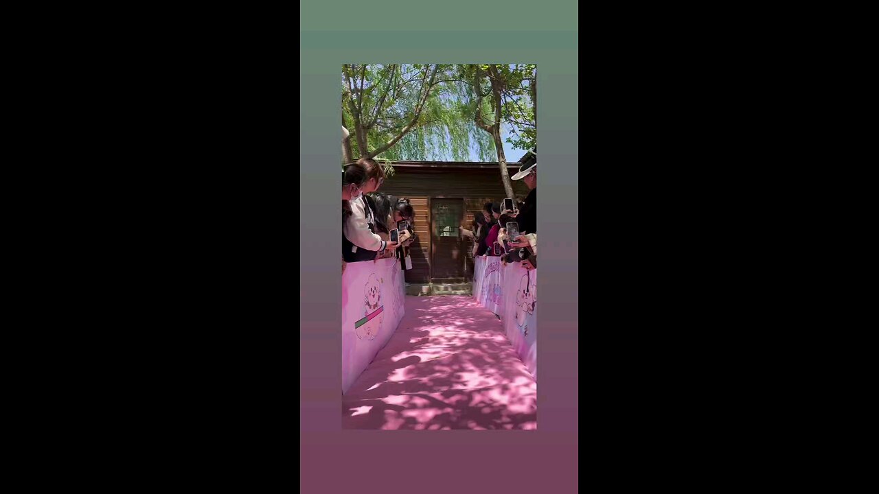 कयुट पप्पी