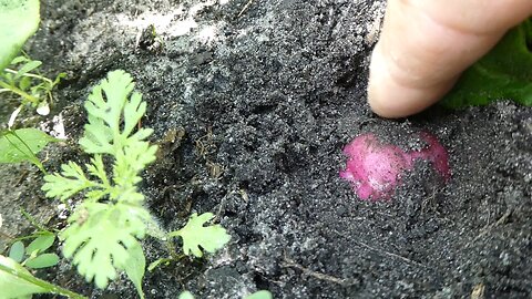 Garden Potatoes April