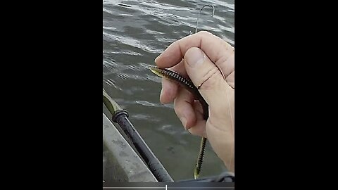 Missed that one, slow fishing after lots of continued rain for about 3 weeks