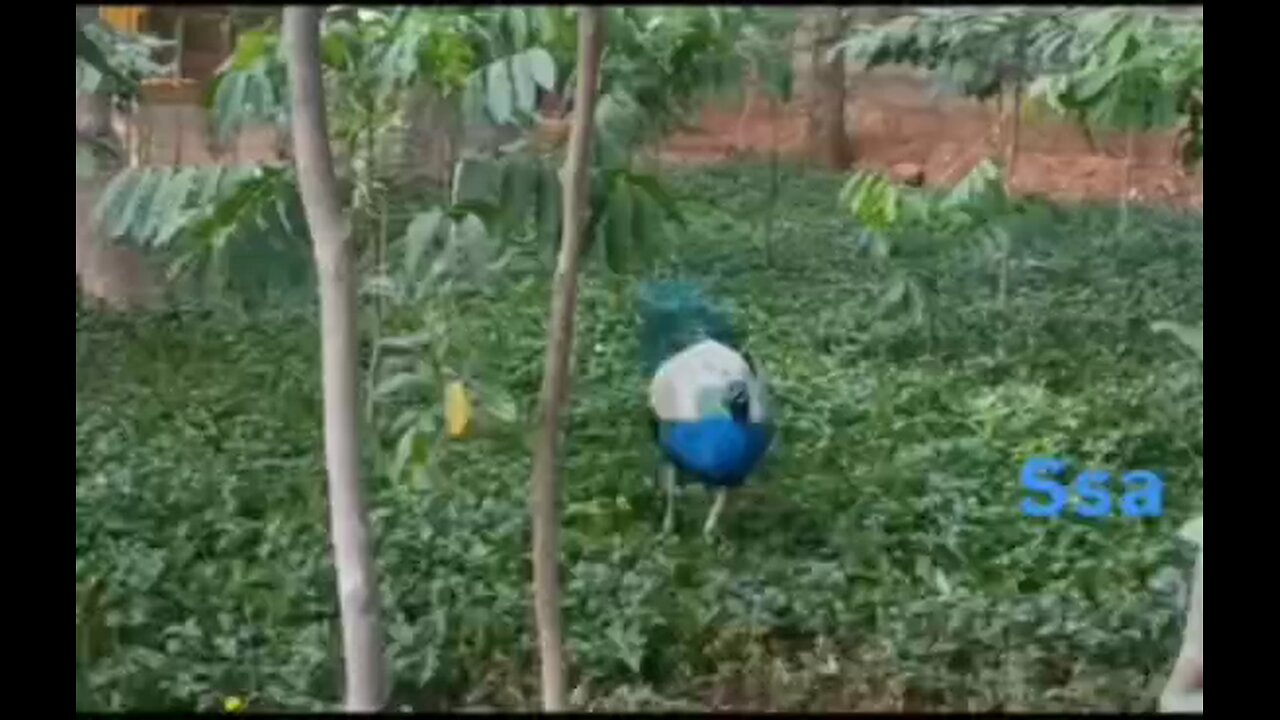 Fabulous Peocock 🐦🐦🎉
