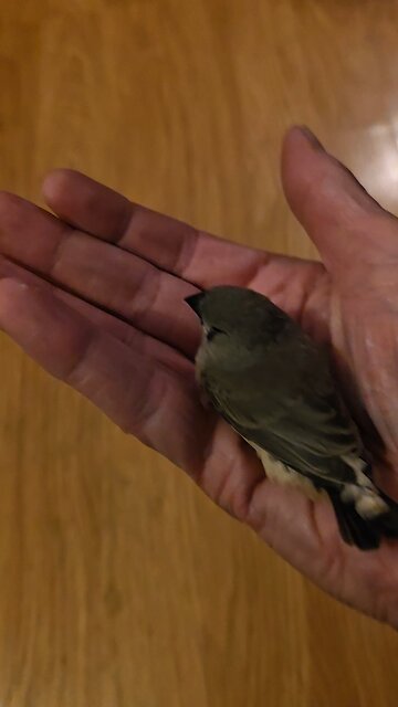 First baby zebra finch 11.20.25