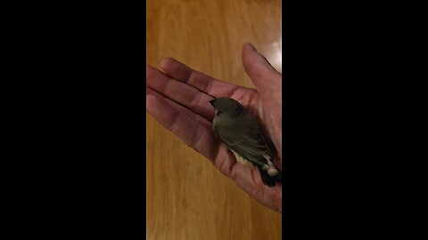 First baby zebra finch 11.20.25