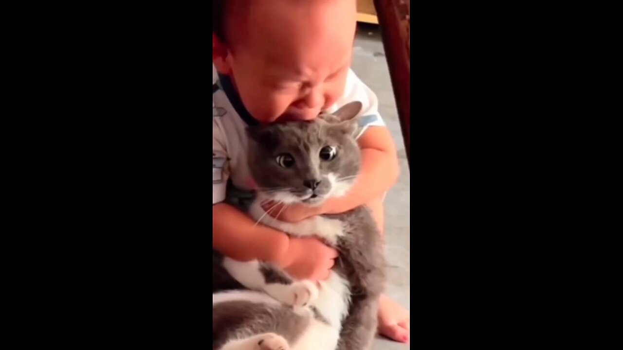 Funny Cats Behavior