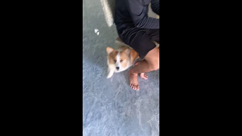 troll corgi dog open music baby dog #dog