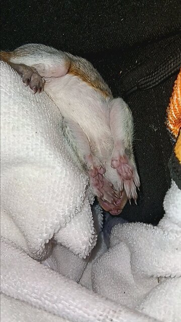 Sleeping baby squirrel