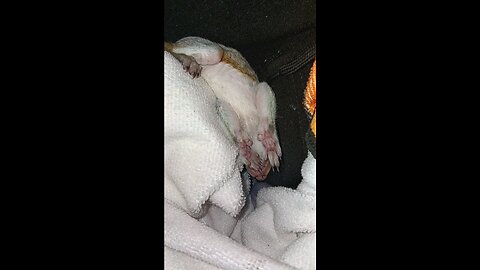 Sleeping baby squirrel