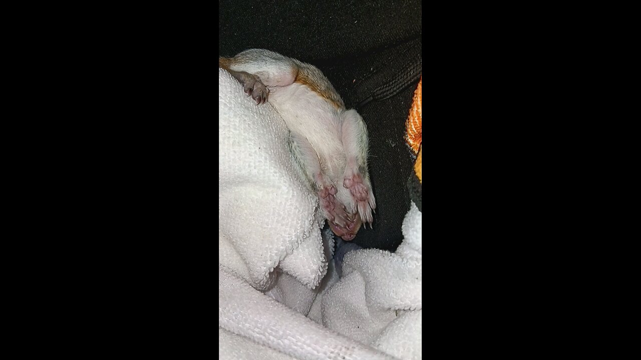 Sleeping baby squirrel