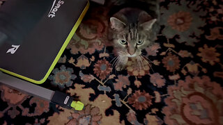 January 28, 2024 - Belle Bells The Cat is a Tad Bit Spoiled