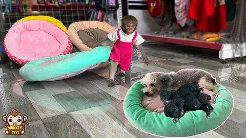 Smart monkey YiYi helps grandpa buy a mattress for baby dog and then