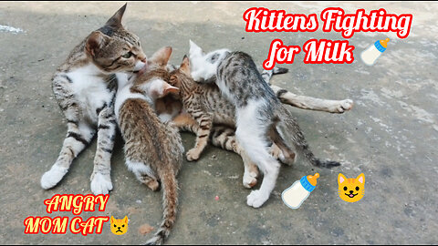 Mother Cat Feeding Her Adorable Kittens