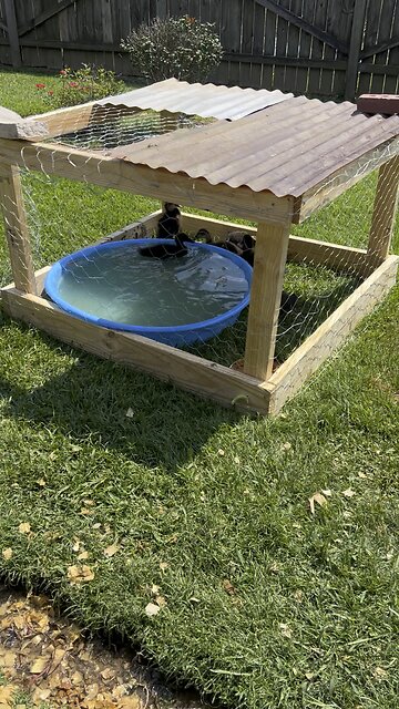 Move the ducks outside