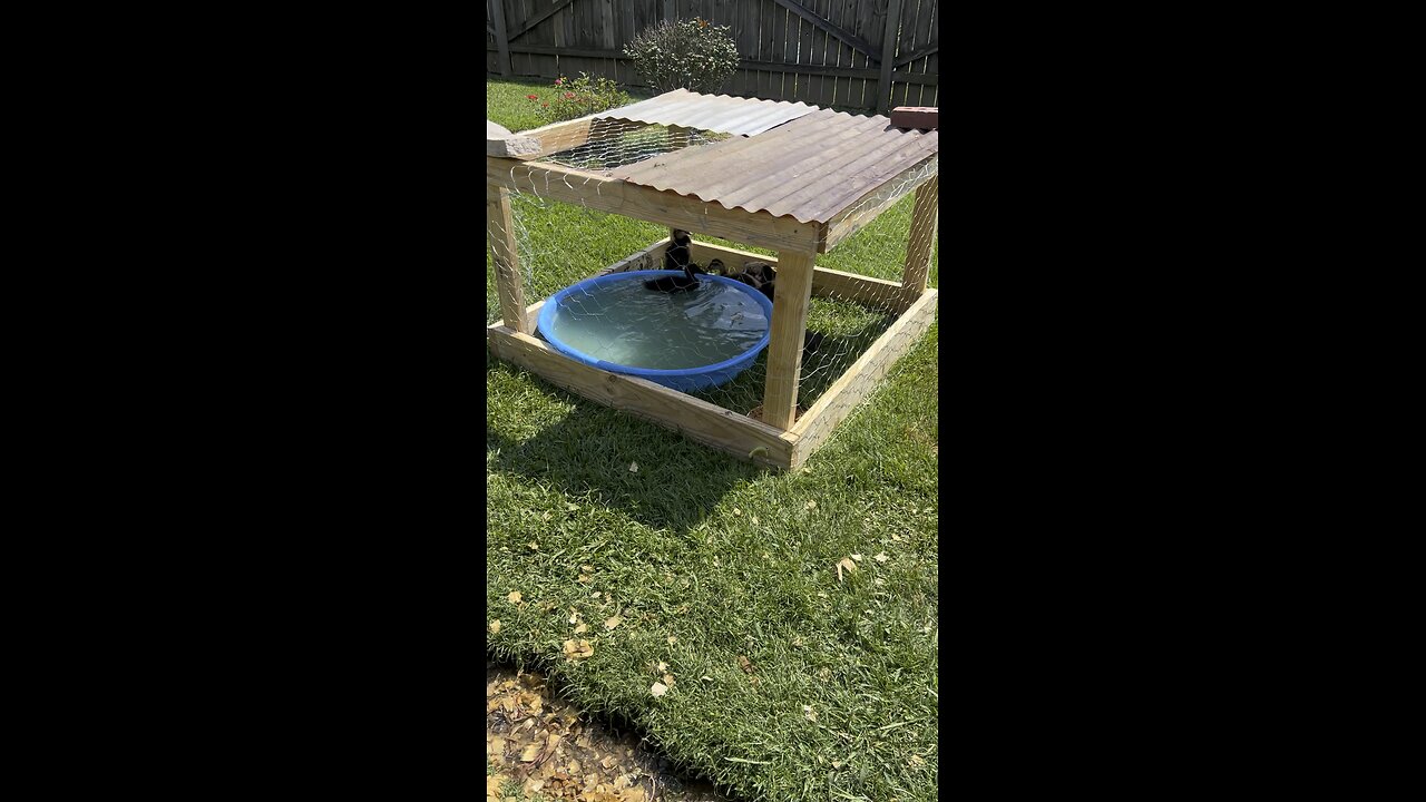 Move the ducks outside