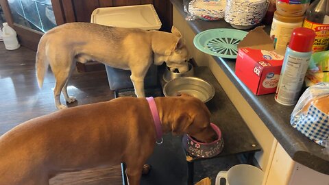 Our Dogs Eating