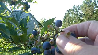 A look at my day part #1 Blue Berries