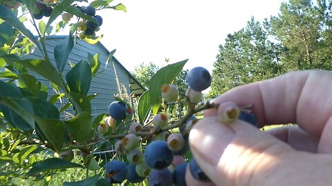 A look at my day part #1 Blue Berries