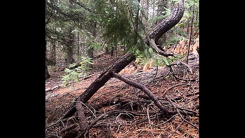 Bigfoot Evidence - squatch jams whole marker tree upside down into dirt
