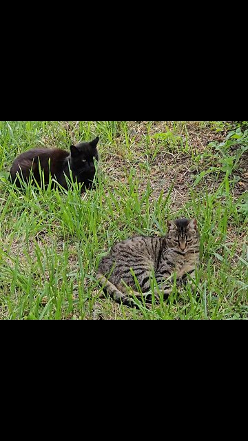 Koteły dwa [Rumble Short]