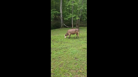 Cows and calves 2025.