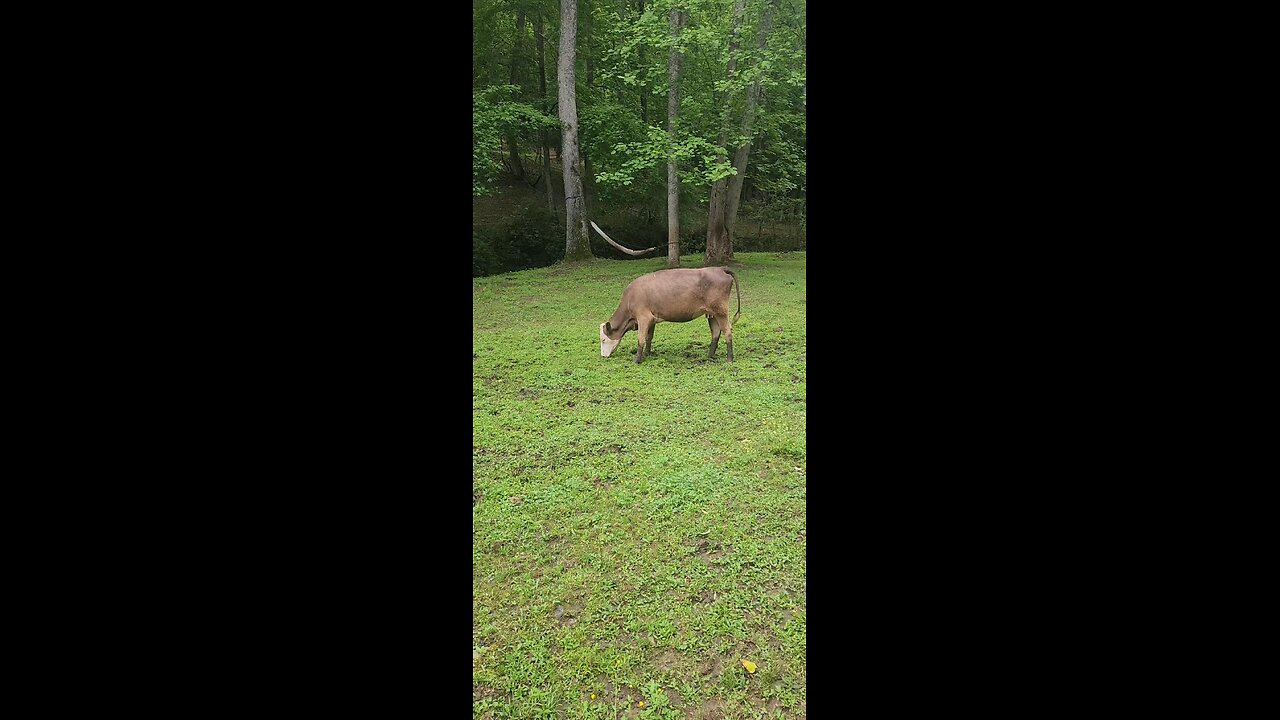 Cows and calves 2025.
