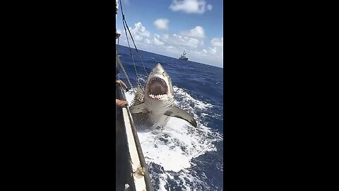 amazing shark