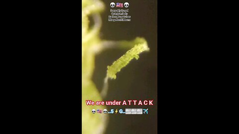 Chemtrailz poizoning all nature people mutationz Infusionz