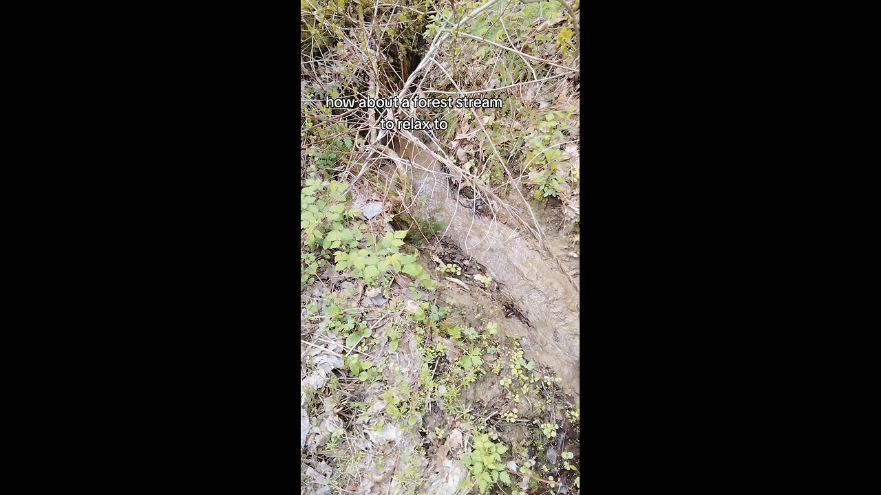 Relaxing Brook #asmr #nature #naturesounds #forest #trail