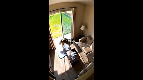Husky watering SOFA🤣🥰😁