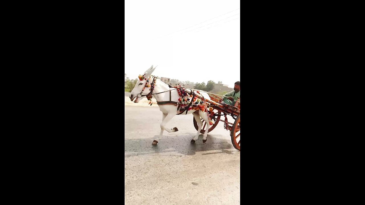 Donkey Race