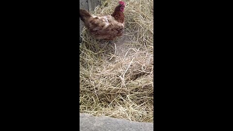 "A Hen Searching for Food in a Rural Cowshed – Village Life in Ninthavur, Sri Lanka”