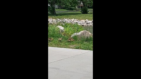 Goose family