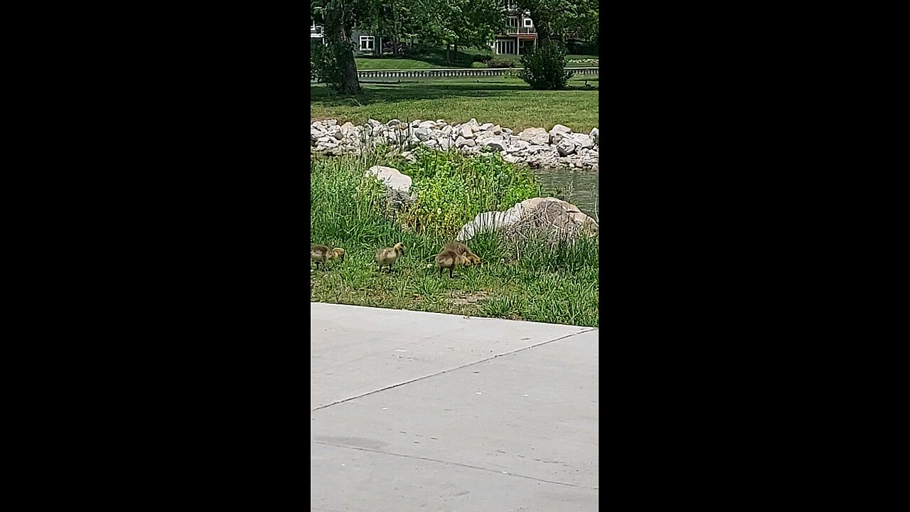 Goose family