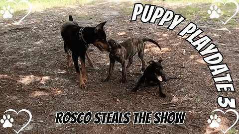 Puppy Playdate 3: Vader vs. Roscoe for the Ball! 🐾😂 | Ryder’s Sneaky Exit