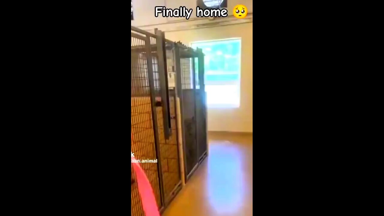 A forever home finally 🐶😍