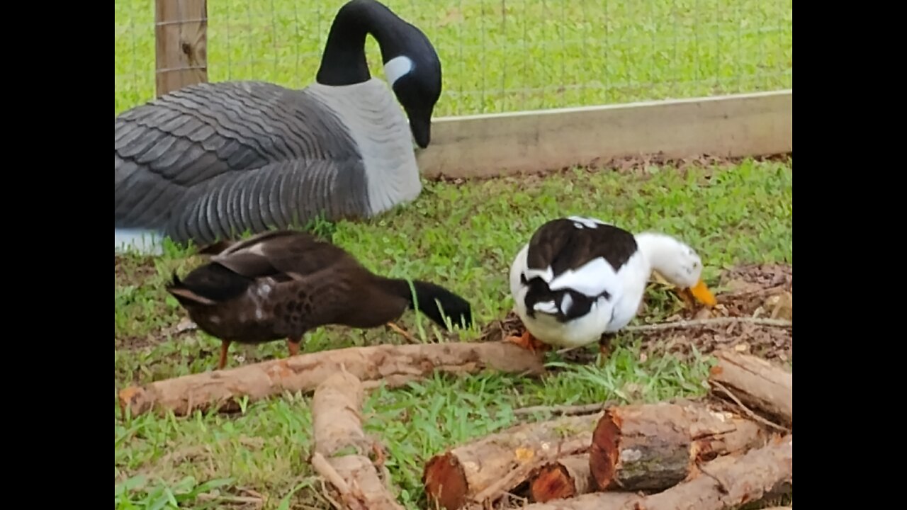 Ducks & Chicken,best friends