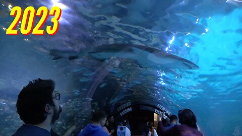 ADVENTURE AQUARIUM ADVENTURE (PART 6)
