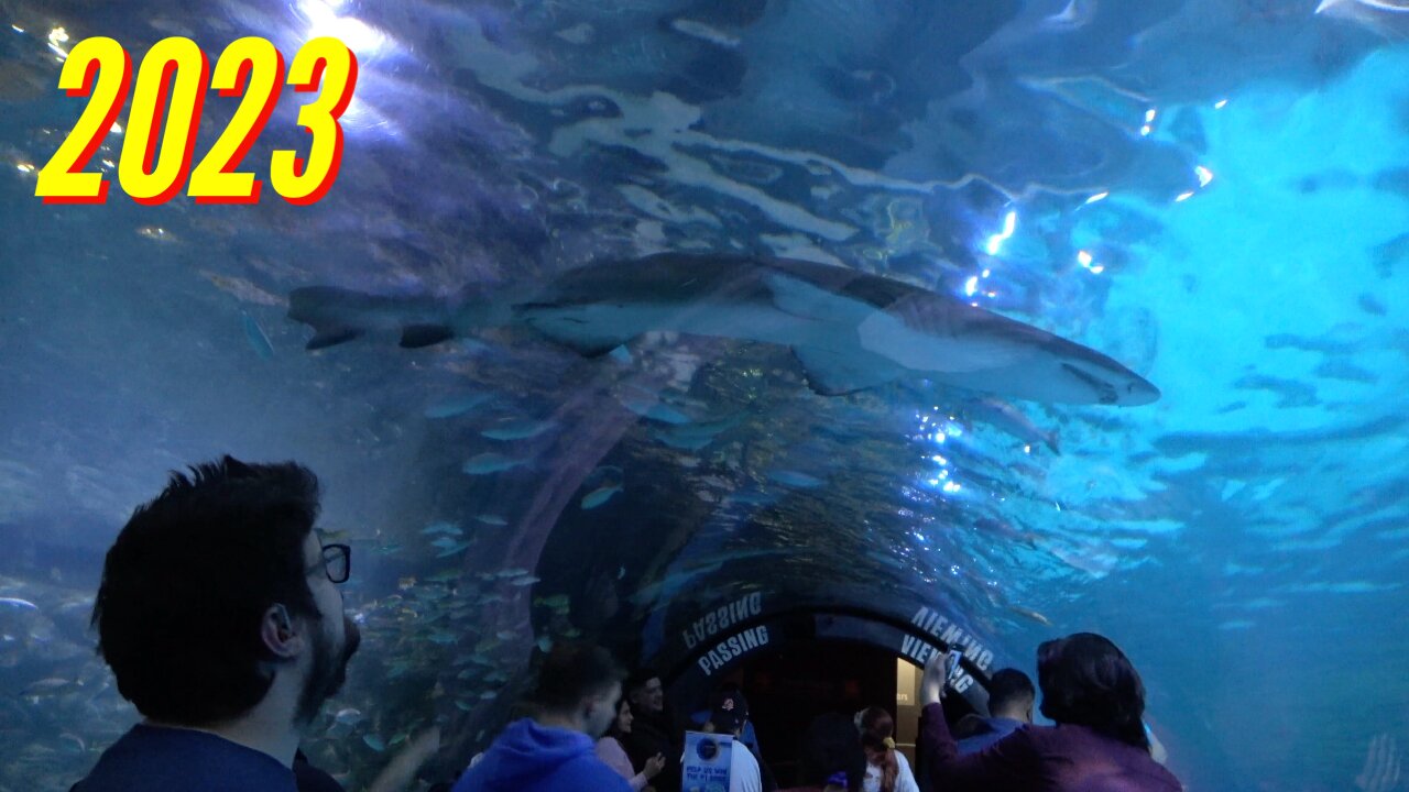 ADVENTURE AQUARIUM ADVENTURE (PART 6)