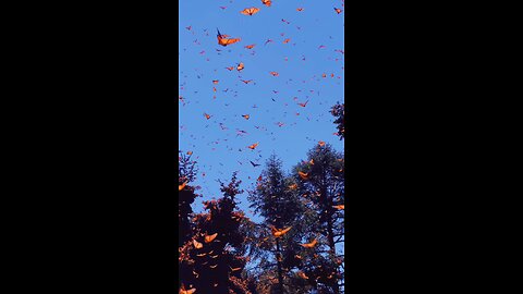 lovely butterfly