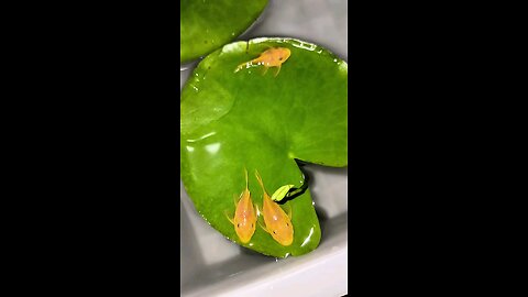 ikan sapu_salpu